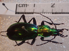 Carabus splendens