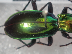 Carabus splendens