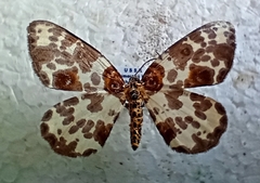 Abraxas fulvobasalis