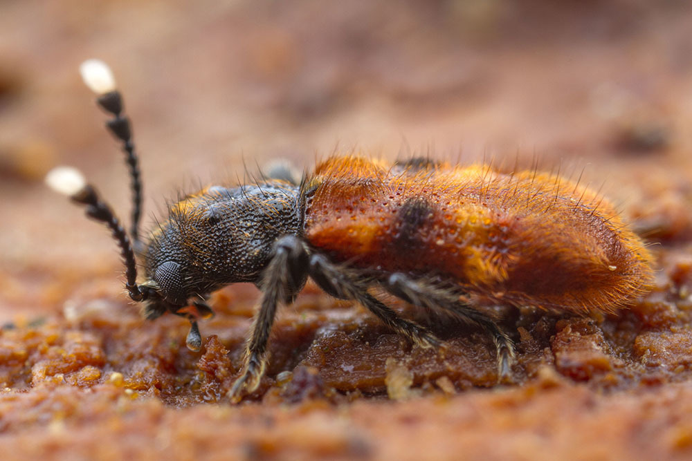 Apteropilo chrysocome