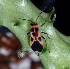 Tropidothorax maculatus