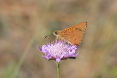 Hesperilla idothea