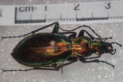 Carabus splendens