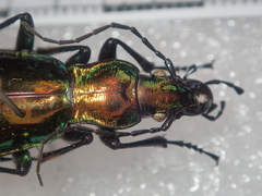 Carabus splendens