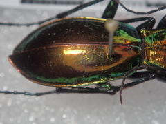 Carabus splendens