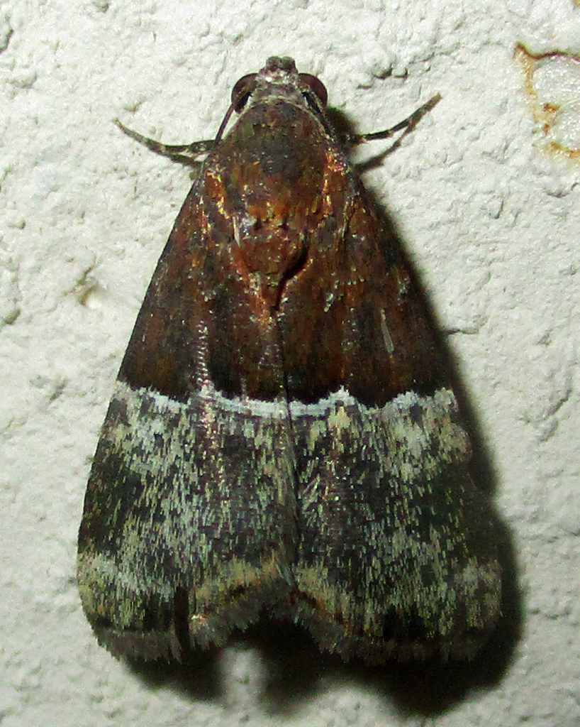 Ozarba jansei