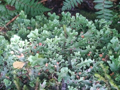 Pseudocyphellaria homoeophylla