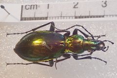 Carabus splendens