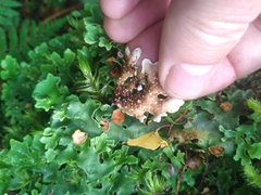 Pseudocyphellaria homoeophylla