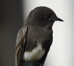 Sayornis nigricans