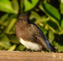 Sayornis nigricans