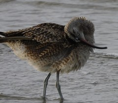 Numenius phaeopus