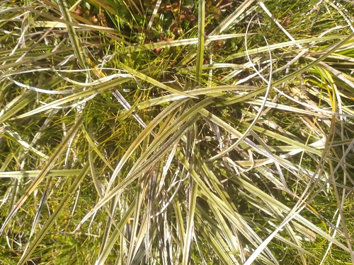 Astelia graminea (Astelia graminea)