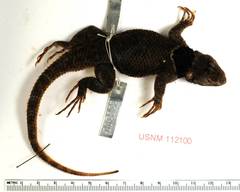 Zempoala Bar-Bellied Lizard photo 3