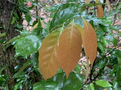 Castanopsis formosana