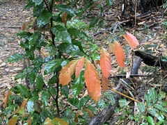 Castanopsis formosana