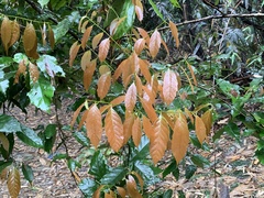 Castanopsis formosana