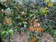 Castanopsis formosana