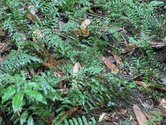 Bolbitis rhizophylla