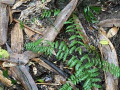 Bolbitis rhizophylla