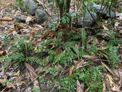 Bolbitis rhizophylla