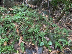 Bolbitis rhizophylla