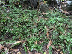 Bolbitis rhizophylla