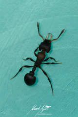 Epopostruma quadrispinosa