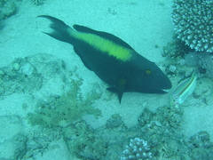 Cetoscarus bicolor