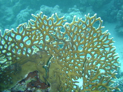 Millepora dichotoma