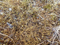 Triquetrella papillata