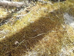 Triquetrella papillata