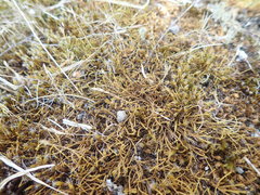 Triquetrella papillata