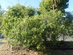 Muehlenbeckia complexa grandifolia