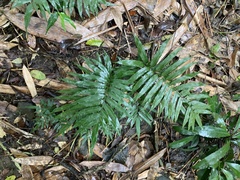 Bolbitis angustipinna