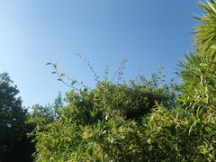 Muehlenbeckia complexa grandifolia
