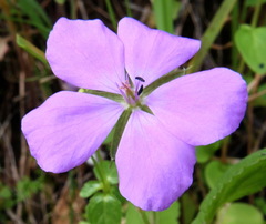 Erodium subintegrifolium