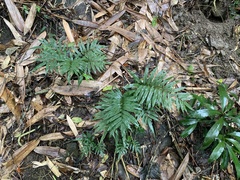 Bolbitis angustipinna