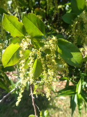 Muehlenbeckia complexa grandifolia