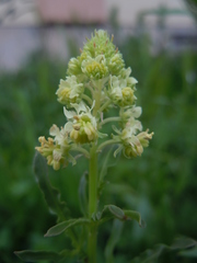 Reseda lutea