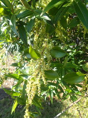 Muehlenbeckia complexa grandifolia