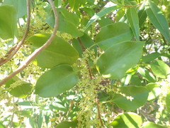 Muehlenbeckia complexa grandifolia