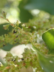 Muehlenbeckia complexa grandifolia