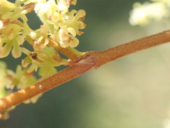 Muehlenbeckia complexa grandifolia