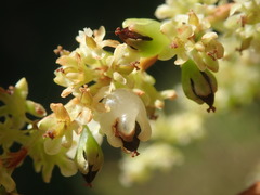Muehlenbeckia complexa grandifolia