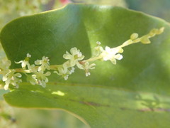 Muehlenbeckia complexa grandifolia