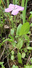 Erodium subintegrifolium