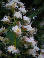 Aesculus hippocastanum