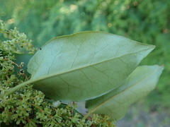 Muehlenbeckia complexa grandifolia