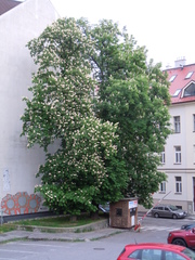 Aesculus hippocastanum